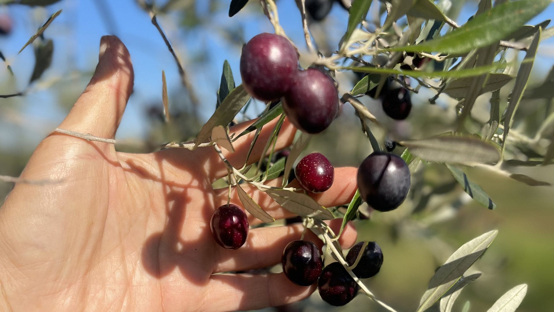 Countryside resort Istria Croatia